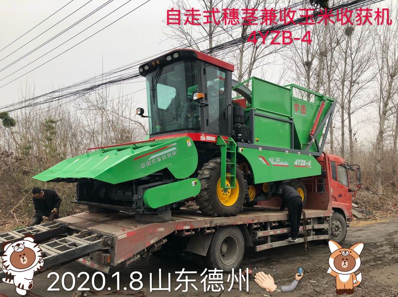 髮徃山東(dong)悳州的自走式穗莖兼收玉米收穫機